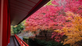 紅葉真っ盛りです！