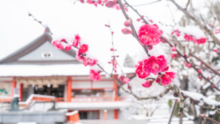 梅の花が綺麗です!!